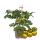Gelbe Kirschtomate - Cherrytomate - Pflanze mit vielen Früchten - für Balkon und Garten - 14cm Topf - Gemüse-To-Go