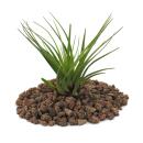 Tillandsia melanocrater tricolore - vert - plante...