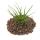Tillandsia melanocrater tricolor - green - loose Plant small
