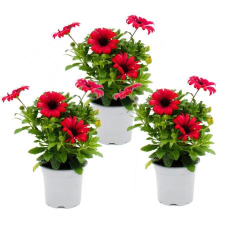 Cape basket - Osteospermum ecklonis - different colors - 12cm pot - set with 3 plants