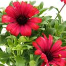 Osteospermum ecklonis - pot 11cm - lot de 3 plantes - rouge