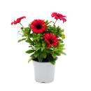 Cape basket - Osteospermum ecklonis - different colors - 12cm pot - set with 3 plants