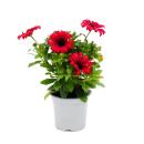 Osteospermum ecklonis - pot 11cm - lot de 3 plantes - rouge