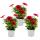 Kapkörbchen - Osteospermum ecklonis - 11cm Topf - Set mit 3 Pflanzen - rot