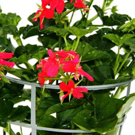 Géranium français retombant - Pelargonium peltatum - Ville de Paris - différentes couleurs - pot de 12cm - Set de 3 plantes