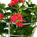 French hanging geraniums - Pelargonium peltatum - Ville...