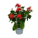 Französische Geranien hängend Pelargonium peltatum Ville de Paris 12cm Topf Set mit 3 Pflanzen Rot