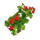 Französische Geranien hängend Pelargonium peltatum Ville de Paris 12cm Topf Set mit 3 Pflanzen Rot