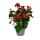 Französische Geranien hängend Pelargonium peltatum Ville de Paris 12cm Topf Set mit 3 Pflanzen Rot
