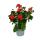 Französische Geranien hängend Pelargonium peltatum Ville de Paris 12cm Topf Set mit 3 Pflanzen Rot
