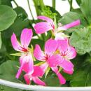 Französische Geranien hängend Pelargonium peltatum Ville de Paris 12cm Topf Set mit 3 Pflanzen Rosa