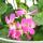 Französische Geranien hängend Pelargonium peltatum Ville de Paris 12cm Topf Set mit 3 Pflanzen Rosa
