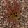 Tillandsia melanocrater tricolor - rot - lose Pflanze -  klein