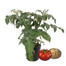 Tomato and potato plant - PotaTom - tomato and potato in...