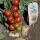 Tomaten-Kartoffelpflanze - PotaTom - Tomate und Kartoffel in einer Pflanze - für Balkon und Garten - 14cm Topf - Gemüse-To-Go