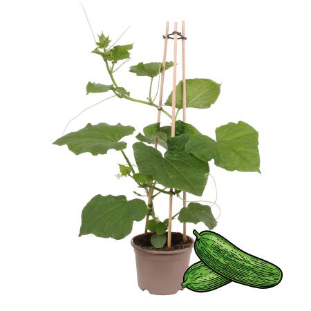 Gurkenpflanze Snack Cucumber - f&uuml;r Balkon und Garten - 14cm Topf - Gem&uuml;se-To-Go