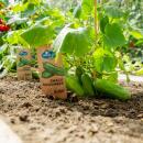 Gurkenpflanze Snack Cucumber - für Balkon und Garten...