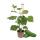 Gurkenpflanze Snack Cucumber - f&uuml;r Balkon und Garten - 14cm Topf - Gem&uuml;se-To-Go