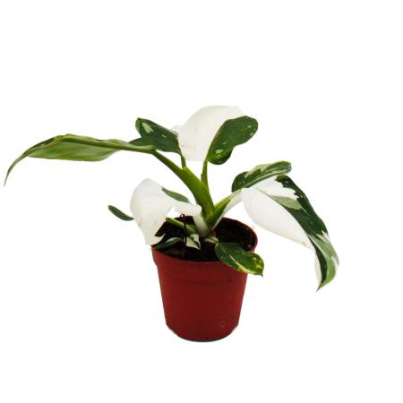 Philodendron White Princess - weiß-grüner Baumfreund - 12cm Topf