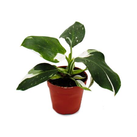 calathea hängepflanze Große Calathea Medallion kaufen – Green Me Up main image 1