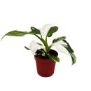 Philodendron White Princess - wei&szlig;-gr&uuml;ner...