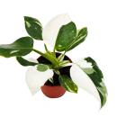 Philodendron White Princess - weiß-grüner Baumfreund - 12cm Topf