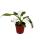 Philodendron White Princess - ami des arbres blanc-vert - pot 12cm