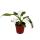 Philodendron White Princess - white-green tree friend - 12cm pot