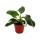 Philodendron White Princess - ami des arbres blanc-vert - pot 12cm
