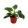 Philodendron White Princess - white-green tree friend - 12cm pot