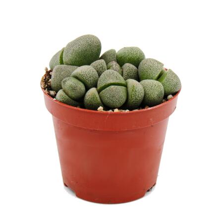 Pleiospilos nelii - living stone - living granite - in a 8.5cm pot