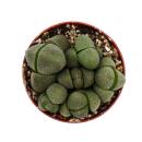 Pleiospilos nelii - Lebender Stein - Lebender Granit - im...