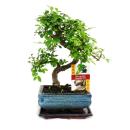 Orme chinois bonsa&iuml; - Ulmus parviflora - env. 6 ans