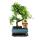 Bonsai Chinese elm - Ulmus parviflora - 6 years