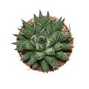 Haworthia Royal Albert - Royale Zebra-Haworthie - African Pearls - in a 10.5cm pot