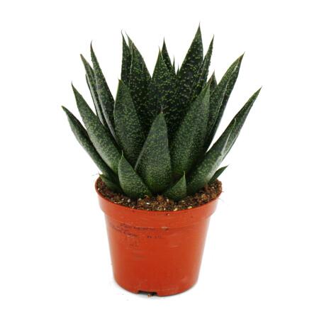 Succulent - Gasteria D Due - Gasterie - 8.5cm pot