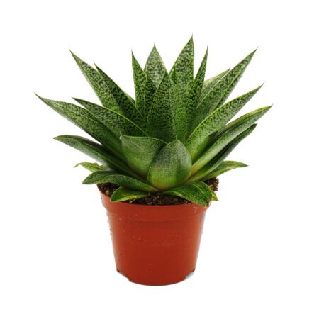 Succulent - Gasteria D Tiga - Gasterie - 8.5cm pot