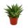 Succulent - Gasteria D Tiga - Gasterie - 8.5cm pot