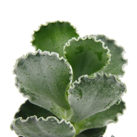 Tradescantia Silamontana Webbed Leaves (Bare Rooted) – Plant