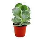 Cotyledon undulata - silver crown - shell succulent - in 8.5cm pot