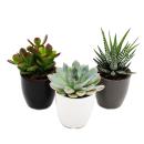 Set of 3 cacti or succulents in a planter - black white...
