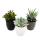 Set of 3 cacti or succulents in a planter - black white gray - approx. 7-10cm high