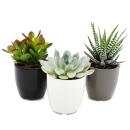 Set of 3 succulents in a planter - black white gray - approx. 7-10cm high