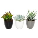 Set of 3 succulents in a planter - black white gray - approx. 7-10cm high