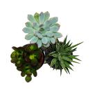 Set of 3 succulents in a planter - black white gray - approx. 7-10cm high