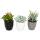 Set of 3 succulents in a planter - black white gray - approx. 7-10cm high