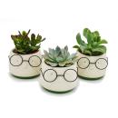 Set of 3 cacti or succulents in a planter - with a face...