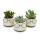 Set of 3 cacti or succulents in a planter - with a face and glasses - approx. 7-10cm high