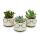 Set of 3 cacti or succulents in a planter - with a face and glasses - approx. 7-10cm high