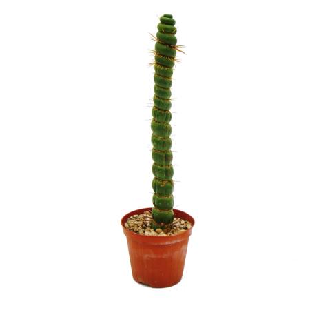 Ausgefallener Kaktus - Eulychnia castanea spiralis - Die stachelige Wendeltreppe - Absolute Rarität - 8,5cm Topf